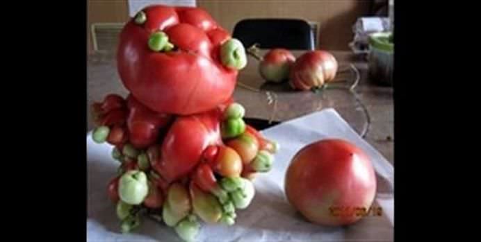 SEMNELE dezastrului NUCLEAR de la Fukushima se vad cu ochii deschisi! Localnicii sunt SOCATI de legumele si fructele MUTANT!1