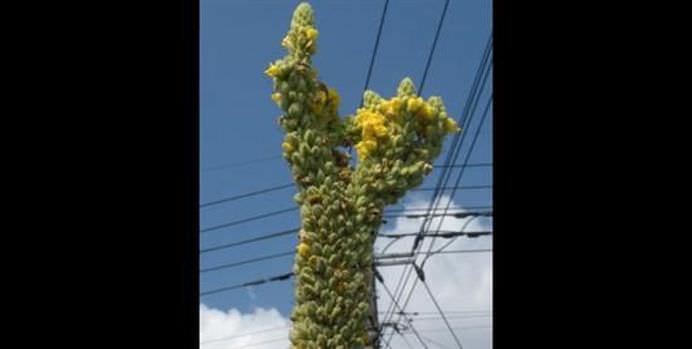 SEMNELE dezastrului NUCLEAR de la Fukushima se vad cu ochii deschisi! Localnicii sunt SOCATI de legumele si fructele MUTANT!11
