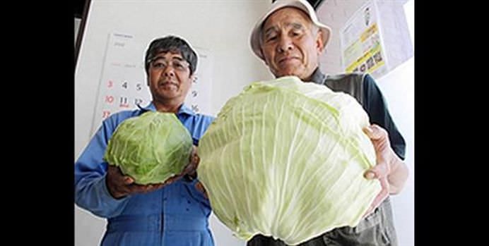 SEMNELE dezastrului NUCLEAR de la Fukushima se vad cu ochii deschisi! Localnicii sunt SOCATI de legumele si fructele MUTANT!14