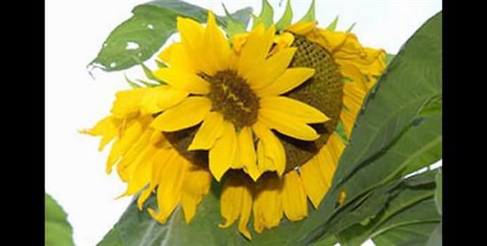 SEMNELE dezastrului NUCLEAR de la Fukushima se vad cu ochii deschisi! Localnicii sunt SOCATI de legumele si fructele MUTANT!5