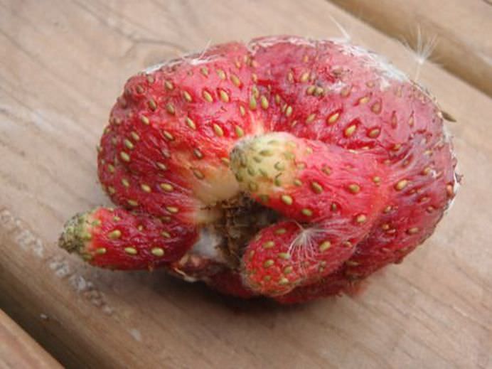 SEMNELE dezastrului NUCLEAR de la Fukushima se vad cu ochii deschisi! Localnicii sunt SOCATI de legumele si fructele MUTANT!9