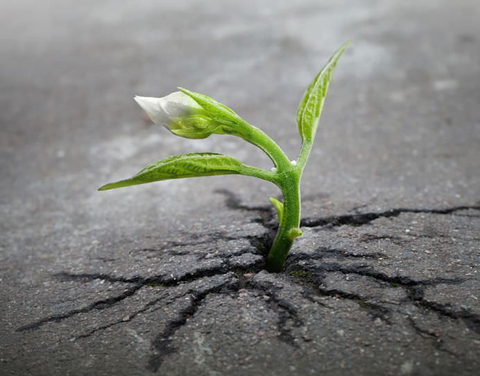 Viata gaseste intotdeauna o cale! 25 de plante INTR-O LUPTA INCREDIBILA pentru supravietuire!1