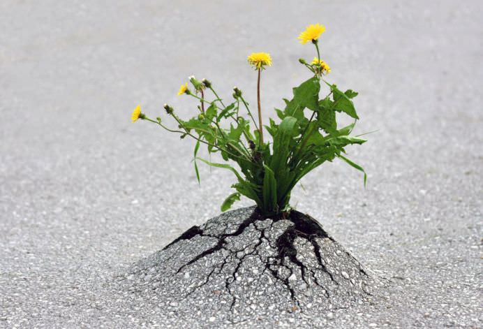 Viata gaseste intotdeauna o cale! 25 de plante INTR-O LUPTA INCREDIBILA pentru supravietuire!13