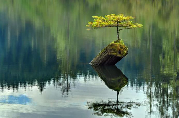 Viata gaseste intotdeauna o cale! 25 de plante INTR-O LUPTA INCREDIBILA pentru supravietuire!19