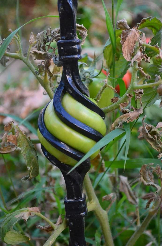 Viata gaseste intotdeauna o cale! 25 de plante INTR-O LUPTA INCREDIBILA pentru supravietuire!21