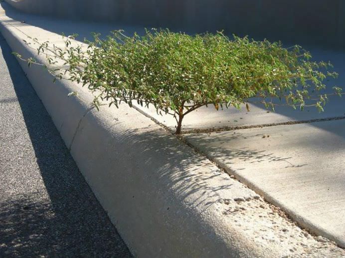 Viata gaseste intotdeauna o cale! 25 de plante INTR-O LUPTA INCREDIBILA pentru supravietuire!22