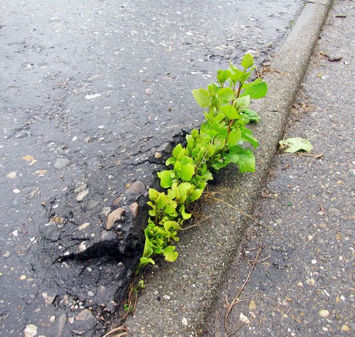 Viata gaseste intotdeauna o cale! 25 de plante INTR-O LUPTA INCREDIBILA pentru supravietuire!6
