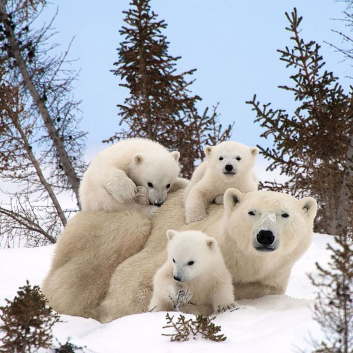 IMAGINI ADORABILE cu familii de animale care te vor SENSIBILIZA la maxim!1