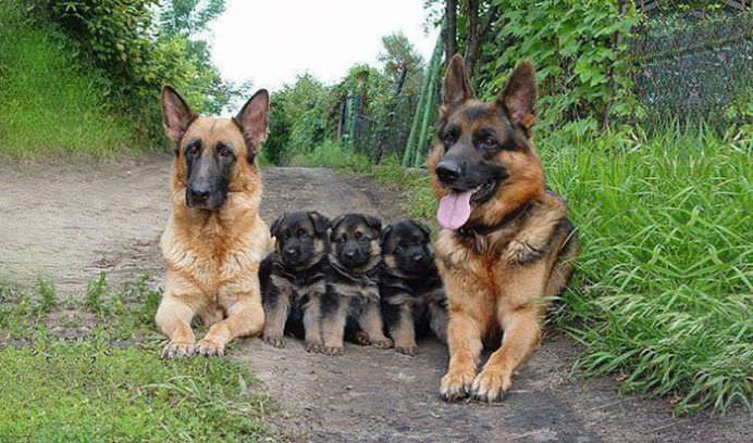 IMAGINI ADORABILE cu familii de animale care te vor SENSIBILIZA la maxim!10