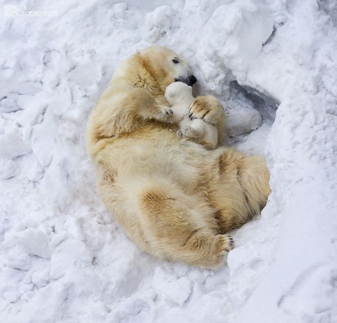 IMAGINI ADORABILE cu familii de animale care te vor SENSIBILIZA la maxim!14