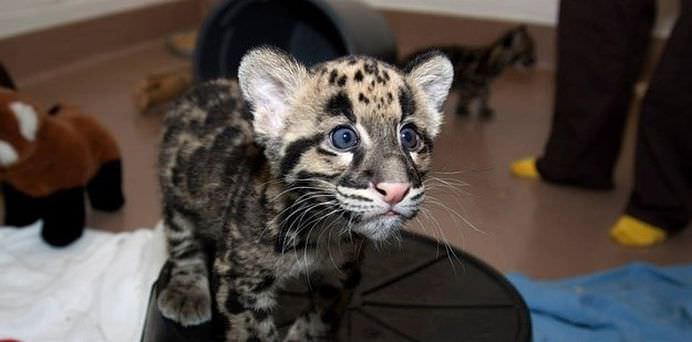 37 de imagini din 2014 cu pui de animale care o sa-ti incalzeasca sufletul!10
