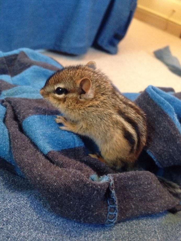 37 de imagini din 2014 cu pui de animale care o sa-ti incalzeasca sufletul!15