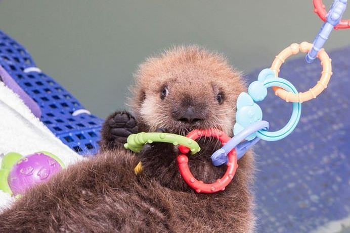 37 de imagini din 2014 cu pui de animale care o sa-ti incalzeasca sufletul!2