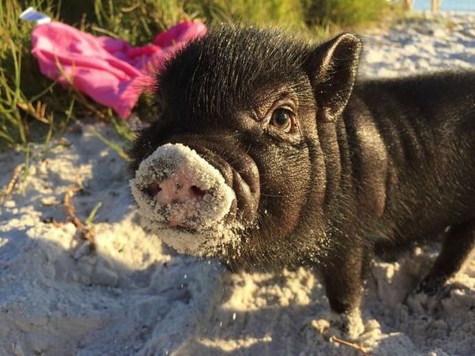 37 de imagini din 2014 cu pui de animale care o sa-ti incalzeasca sufletul!24