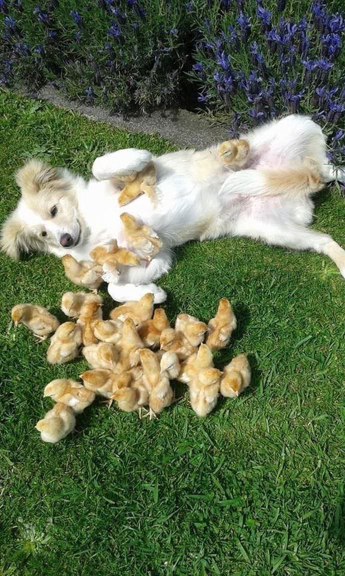 37 de imagini din 2014 cu pui de animale care o sa-ti incalzeasca sufletul!6