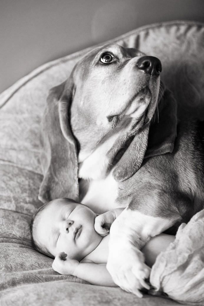 IMAGINI EMOTIONANTE cu CAINI cu suflet mare care au grija de COPII mici!10