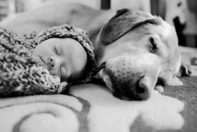 IMAGINI EMOTIONANTE cu CAINI cu suflet mare care au grija de COPII mici!13