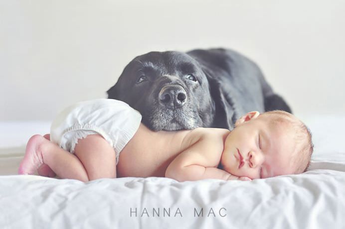 IMAGINI EMOTIONANTE cu CAINI cu suflet mare care au grija de COPII mici!6
