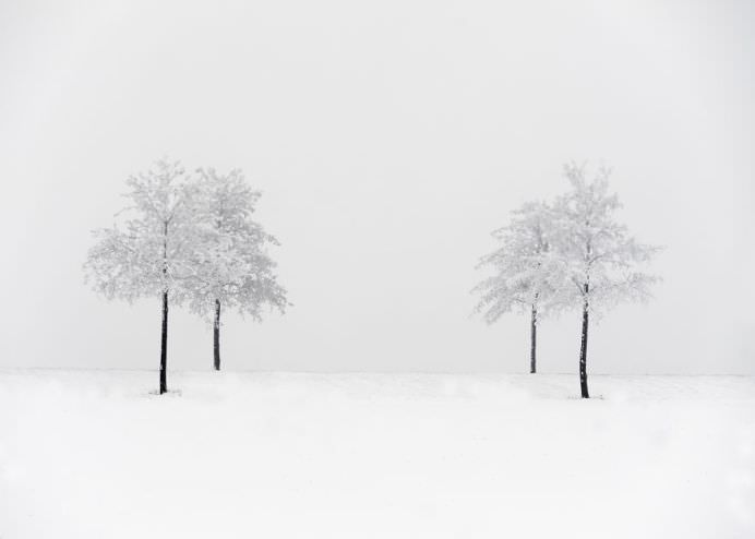 trees in winter landscape