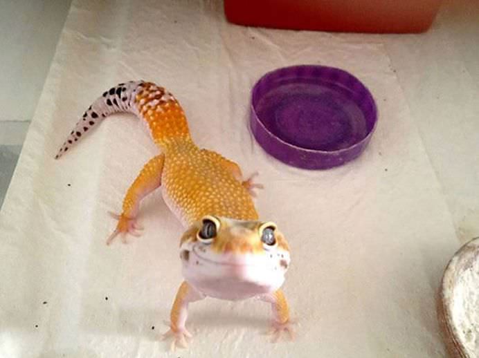 IMAGINI INCANTATOARE cu REPTILE care pot fi dragute in felul lor!13