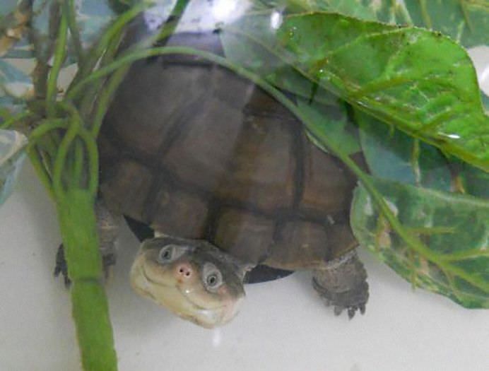 IMAGINI INCANTATOARE cu REPTILE care pot fi dragute in felul lor!14