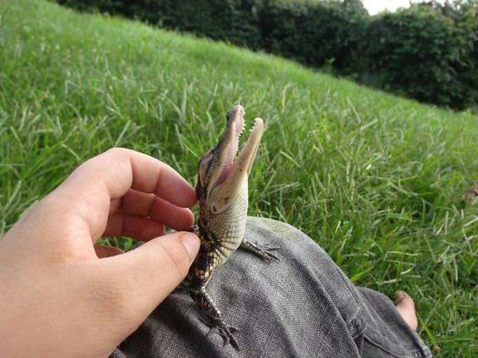 IMAGINI INCANTATOARE cu REPTILE care pot fi dragute in felul lor!3