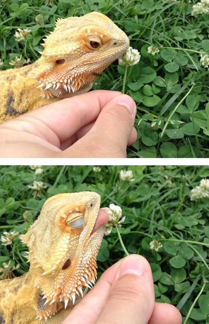 IMAGINI INCANTATOARE cu REPTILE care pot fi dragute in felul lor!5