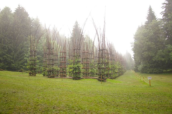 IMAGINI MONUMENTALE cu un adevarat TEMPLU in crestere! Cum arata CATEDRALA VERDE de la poalele Muntelui Arera!7