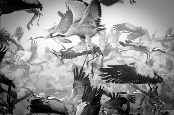 IMAGINI cu MIGRATIA ANIMALELOR care iti taie respiratia!11