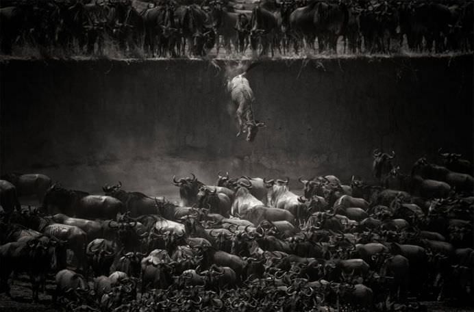 IMAGINI cu MIGRATIA ANIMALELOR care iti taie respiratia!12