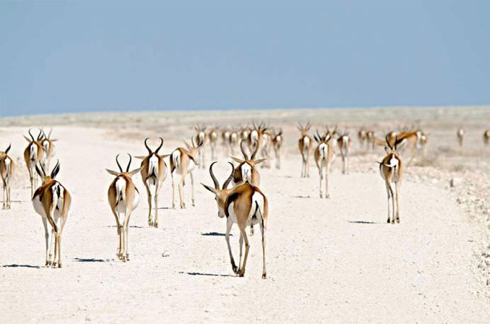 IMAGINI cu MIGRATIA ANIMALELOR care iti taie respiratia!18