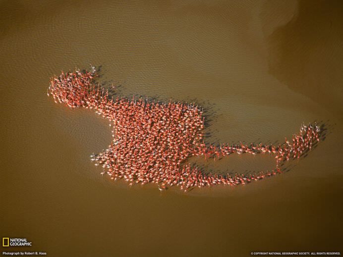 IMAGINI cu MIGRATIA ANIMALELOR care iti taie respiratia!3