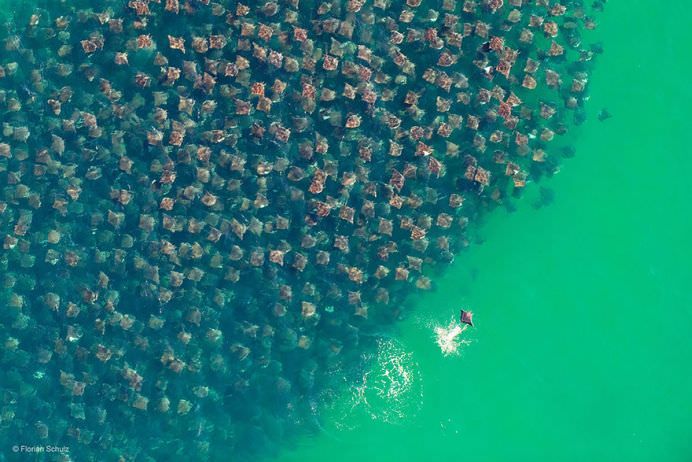 IMAGINI cu MIGRATIA ANIMALELOR care iti taie respiratia!5