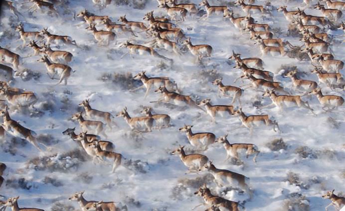 IMAGINI cu MIGRATIA ANIMALELOR care iti taie respiratia!6