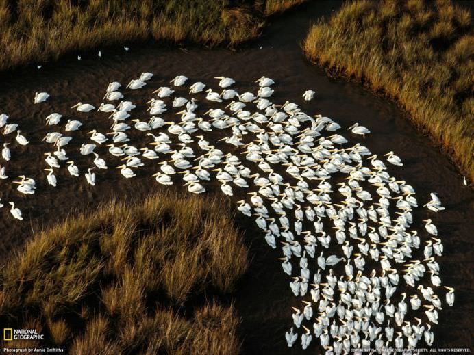 IMAGINI cu MIGRATIA ANIMALELOR care iti taie respiratia!8