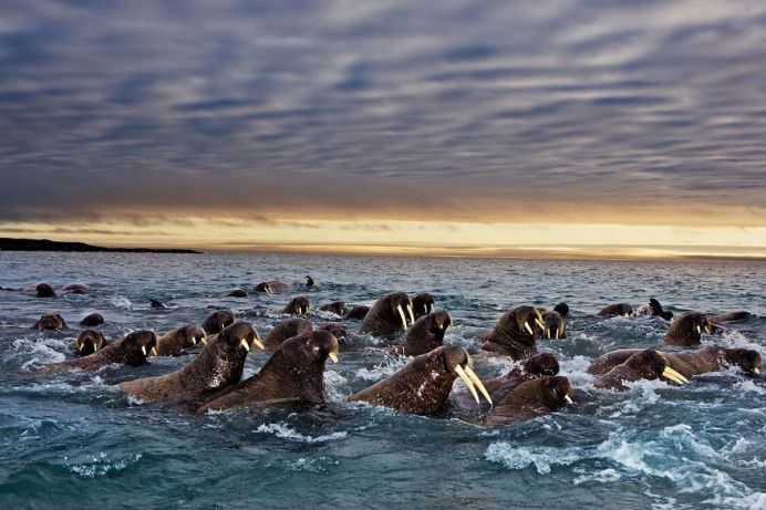 IMAGINI cu MIGRATIA ANIMALELOR care iti taie respiratia!9