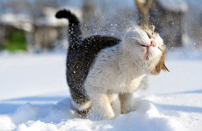 IMAGINI unice cu animale care se joaca in zapada pentru prima data!13