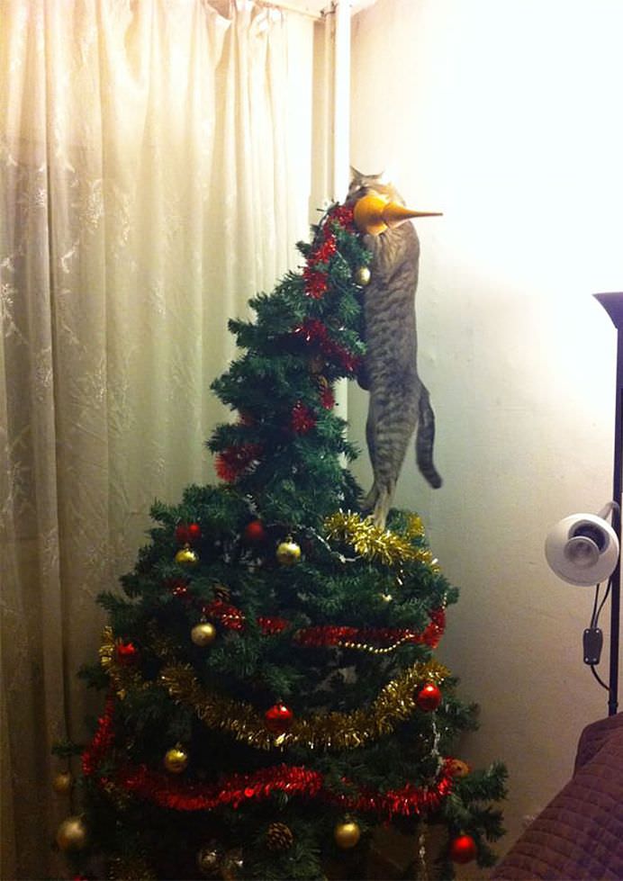 Nu ai aflat inca de ce este in stare animalutul tau Uite cum iti poate distruge CRACIUNUL intr-o secunda!12