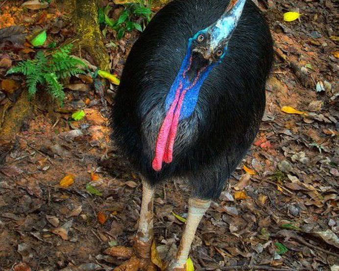 IMAGINI cu animale pe cat de DRAGALASE, pe atat de PERICULOASE! Te pot ucide lejer cu armele lor secrete! GALERIE FOTO11