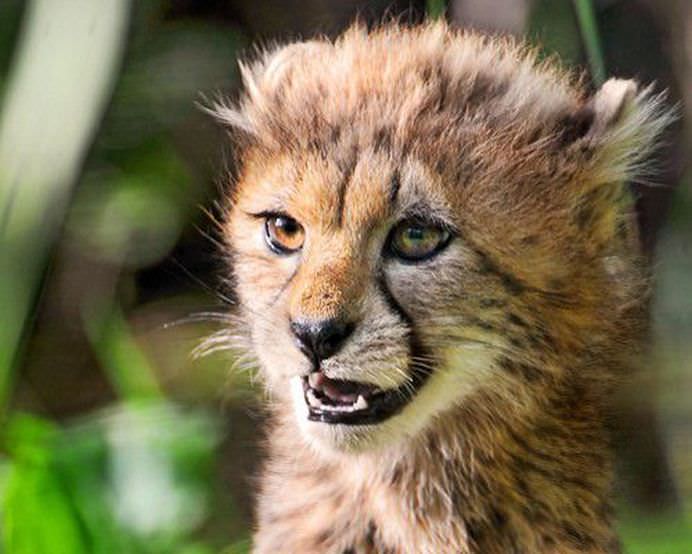 IMAGINI cu animale pe cat de DRAGALASE, pe atat de PERICULOASE! Te pot ucide lejer cu armele lor secrete! GALERIE FOTO12