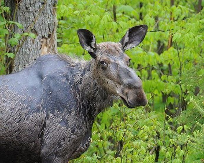 IMAGINI cu animale pe cat de DRAGALASE, pe atat de PERICULOASE! Te pot ucide lejer cu armele lor secrete! GALERIE FOTO13
