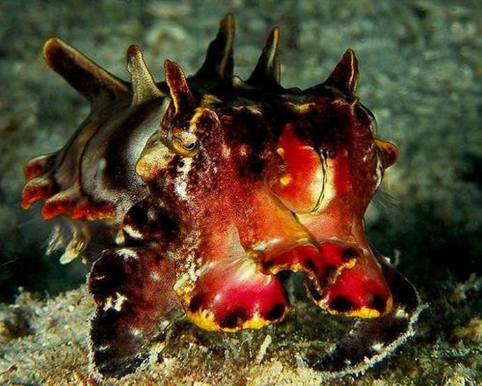 IMAGINI cu animale pe cat de DRAGALASE, pe atat de PERICULOASE! Te pot ucide lejer cu armele lor secrete! GALERIE FOTO5