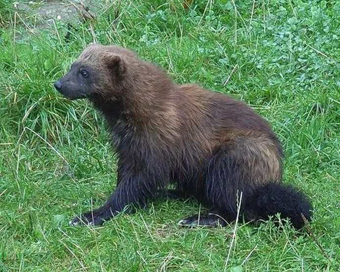 IMAGINI cu animale pe cat de DRAGALASE, pe atat de PERICULOASE! Te pot ucide lejer cu armele lor secrete! GALERIE FOTO6