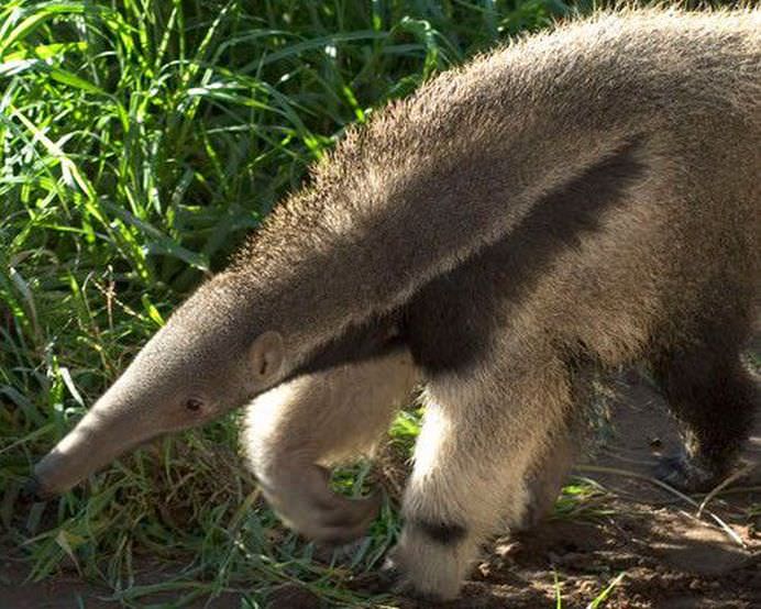 IMAGINI cu animale pe cat de DRAGALASE, pe atat de PERICULOASE! Te pot ucide lejer cu armele lor secrete! GALERIE FOTO7