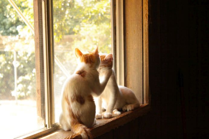 Un adevarat SANCTUAR FELIN! In ce si-a transformat casa o femeie iubitoare de pisici! GALERIE FOTO11
