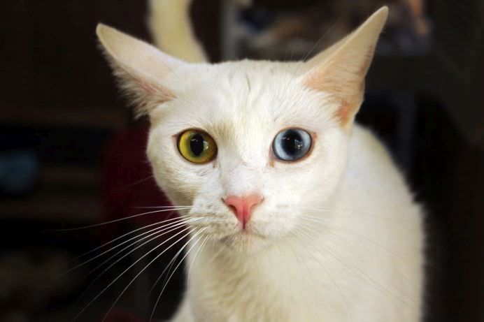 Un adevarat SANCTUAR FELIN! In ce si-a transformat casa o femeie iubitoare de pisici! GALERIE FOTO13