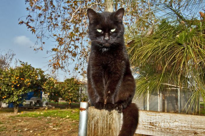 Un adevarat SANCTUAR FELIN! In ce si-a transformat casa o femeie iubitoare de pisici! GALERIE FOTO3