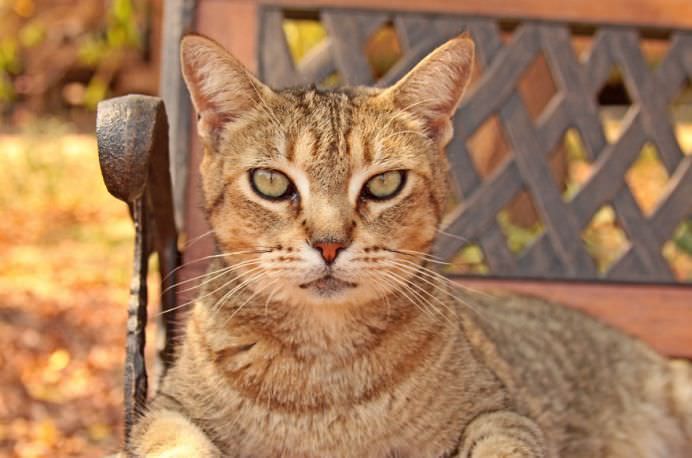 Un adevarat SANCTUAR FELIN! In ce si-a transformat casa o femeie iubitoare de pisici! GALERIE FOTO8