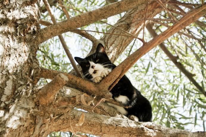 Un adevarat SANCTUAR FELIN! In ce si-a transformat casa o femeie iubitoare de pisici! GALERIE FOTO9
